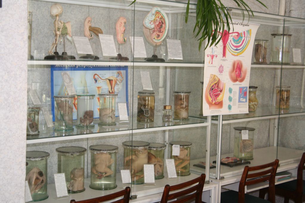 Экспозиция - Анатомия человека - 2