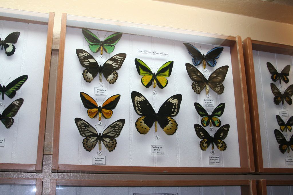 Экспозиция - Зоология беспозвоночных - 2