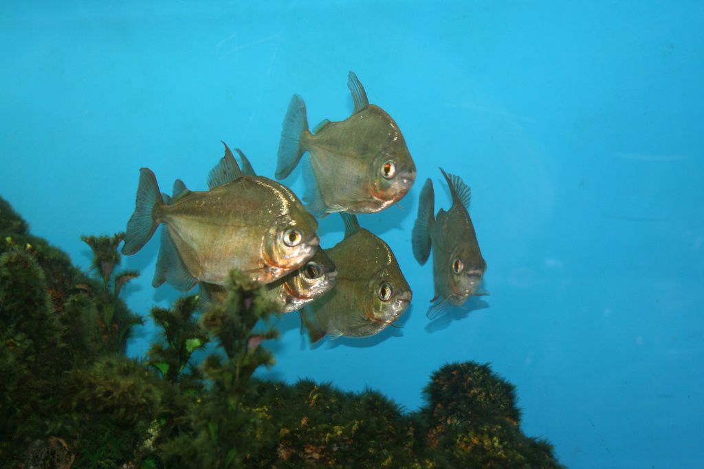 Экспозиция - Живая природа мира - 2