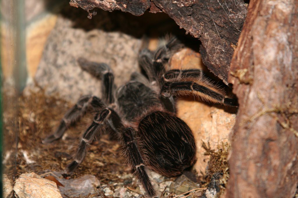 Экспозиция - Живая природа мира - 3